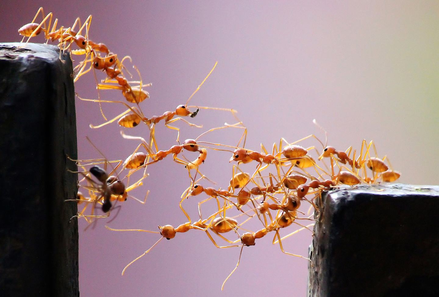 电影和故事中“吃人”的行军蚁，它们到底是怎么样的？