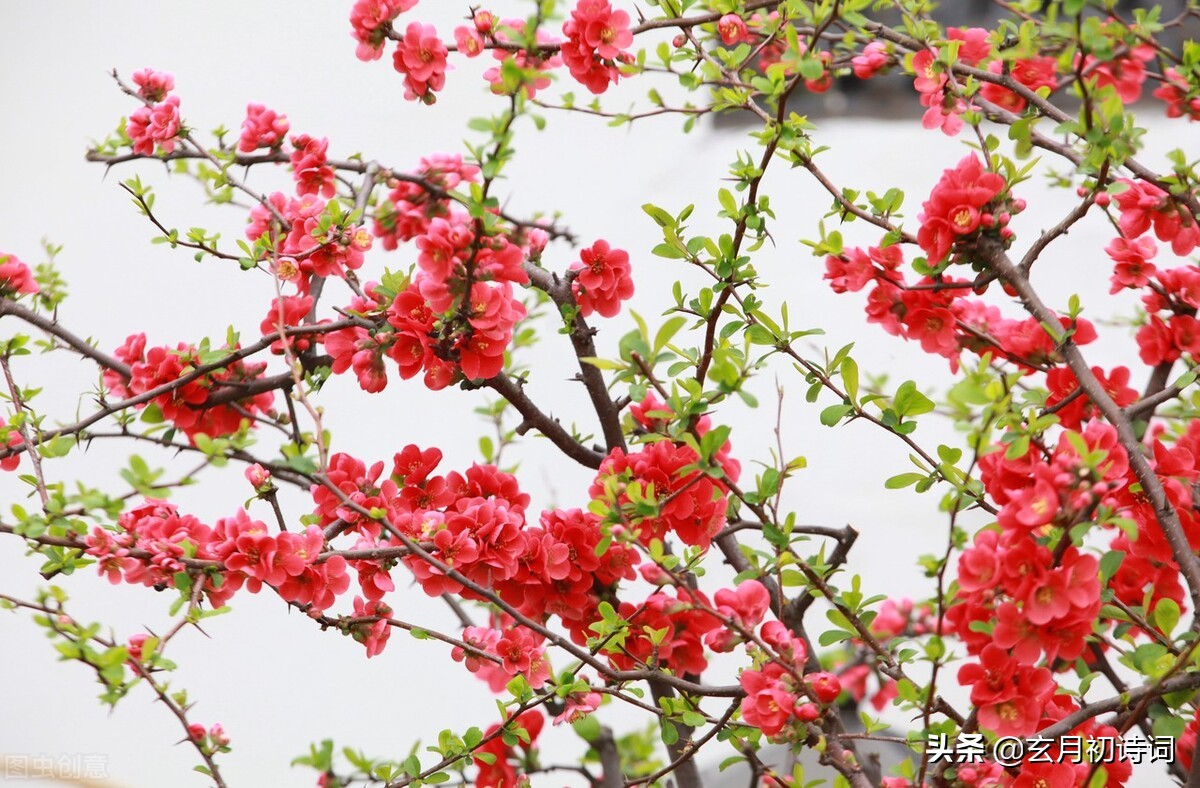 一花一令一春光，六首十六字令，吟叹春花竞艳各流芳