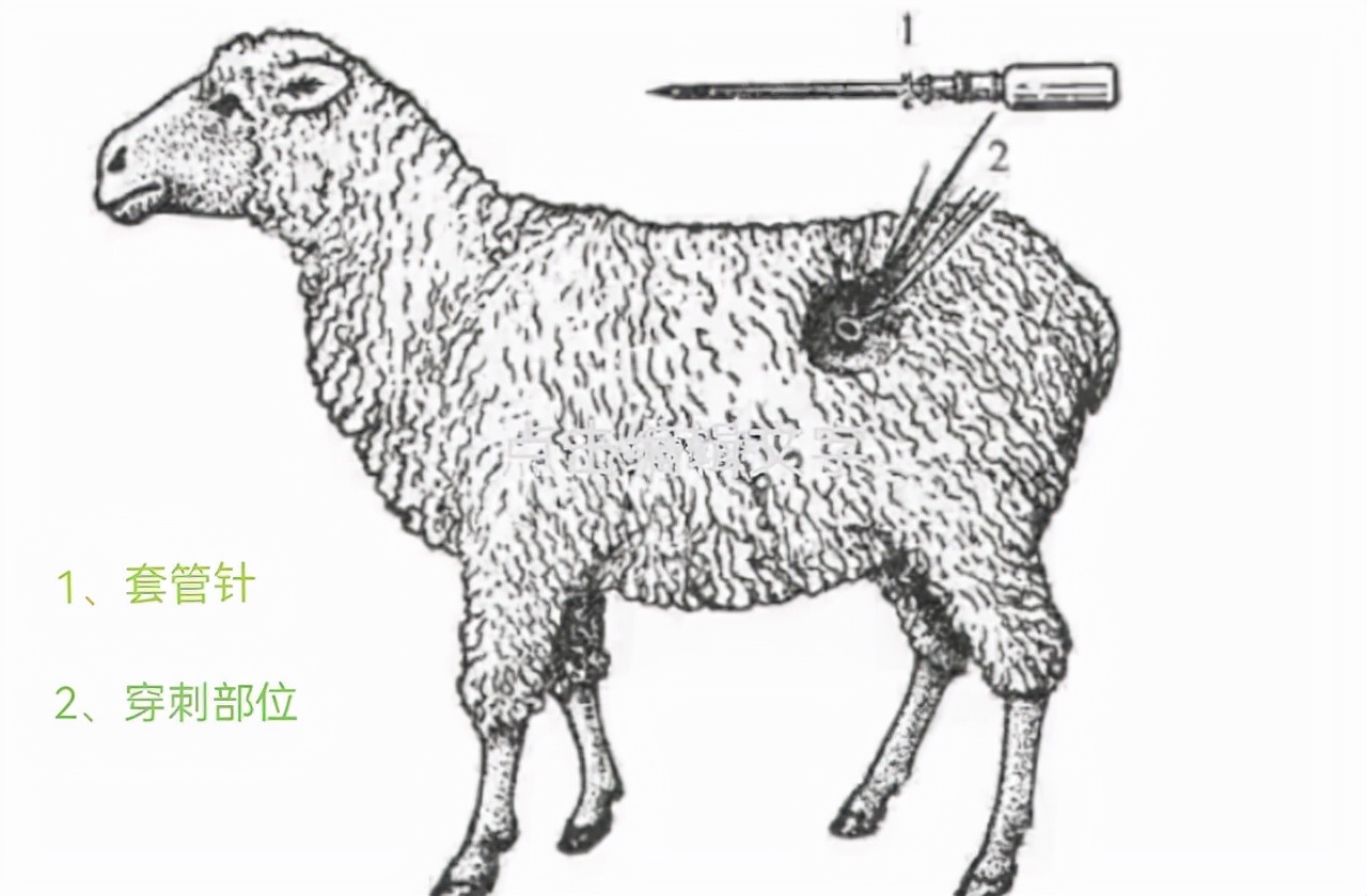 羊子吃得太多羊子吃多了怎么办