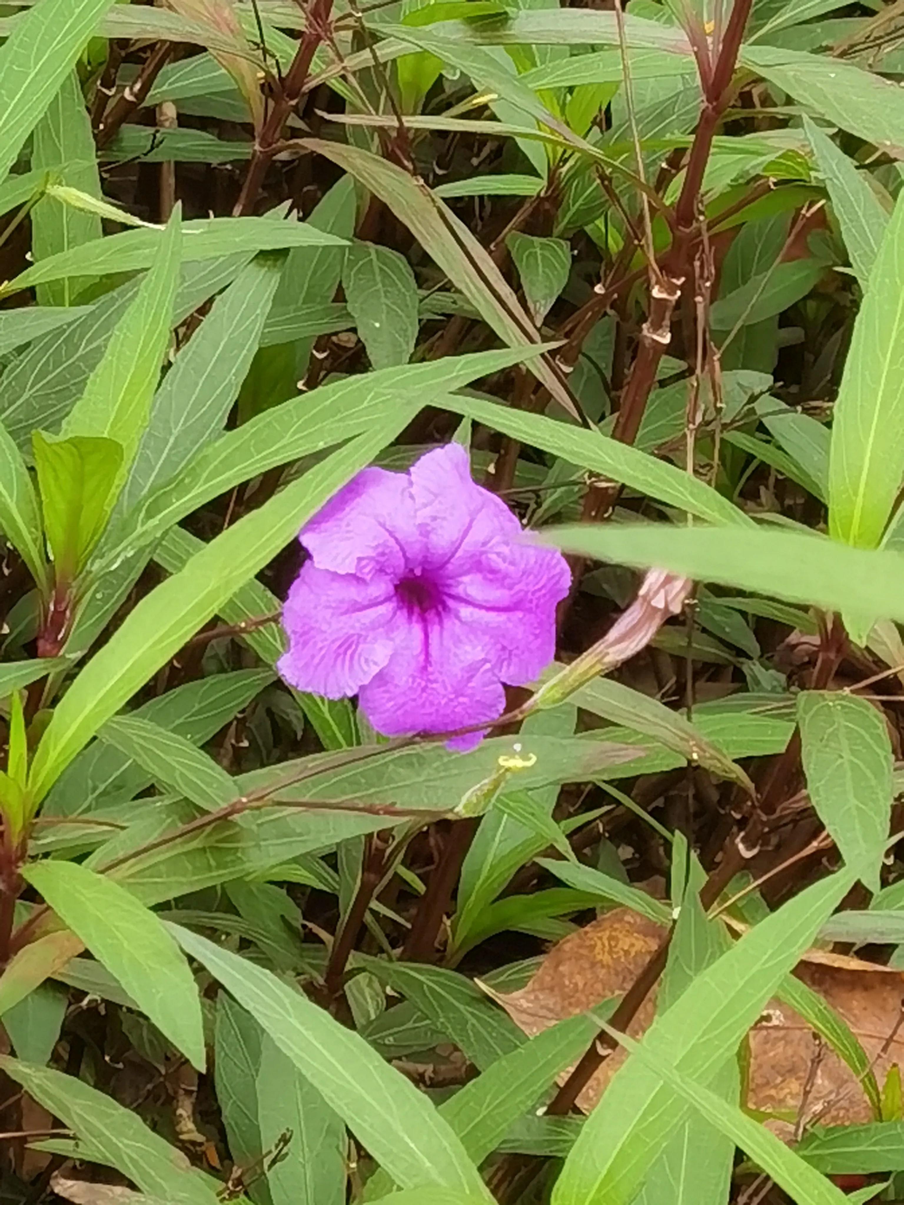 三亚花