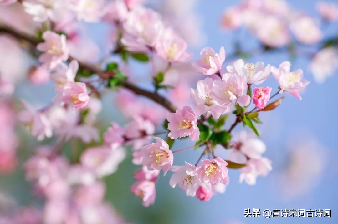 看遍春花，春未老