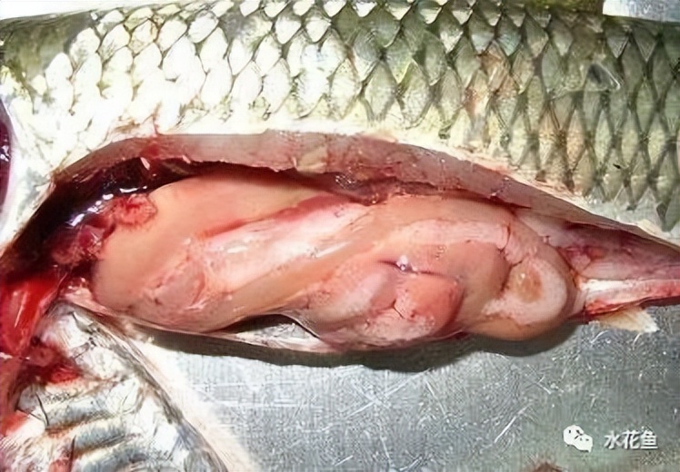 治疗鱼类肠道发炎病鱼类肠炎病的感悟