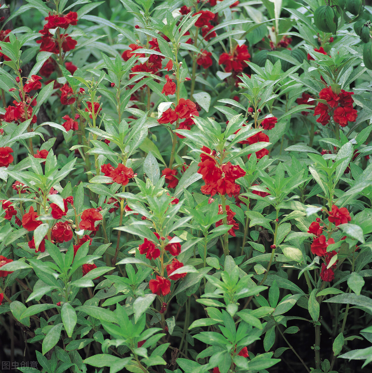 能染指甲的凤仙花,种在房前屋后,美如"花海",还能"防蛇"