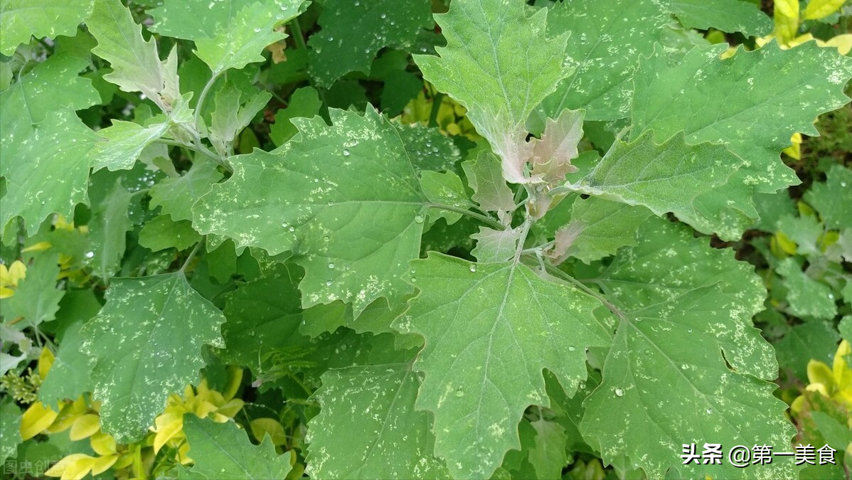 这5种常见的野菜，比青菜都好吃！清香解腻又养人，遇到别错过