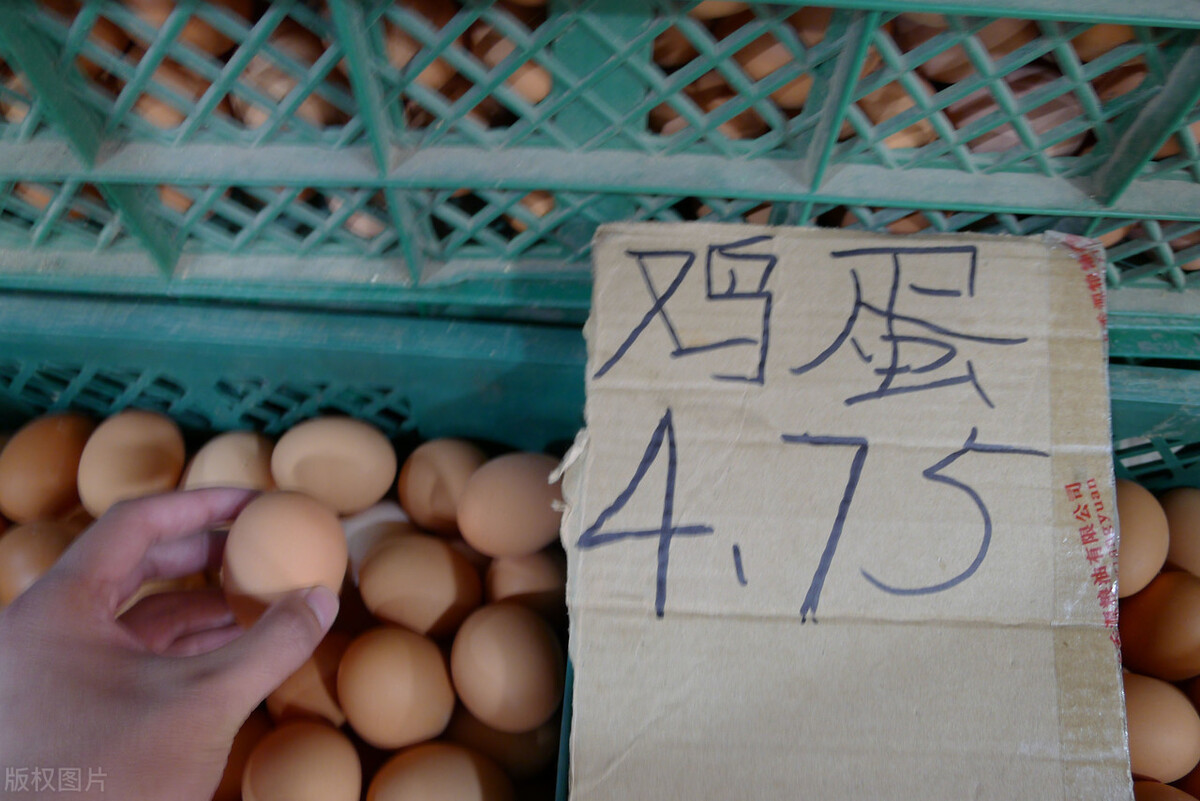 5月5日行情简评：节后鸡蛋价格大跌，养鸡行情保持旺盛