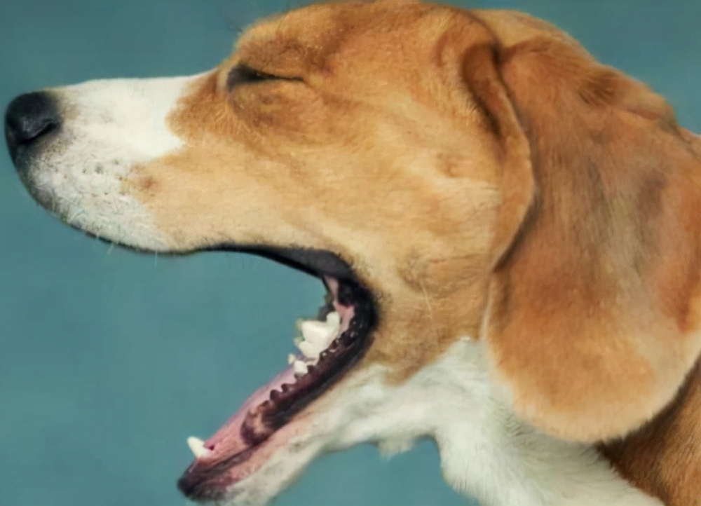 狗狗生病的10种表现，千万别错过最佳治疗时间