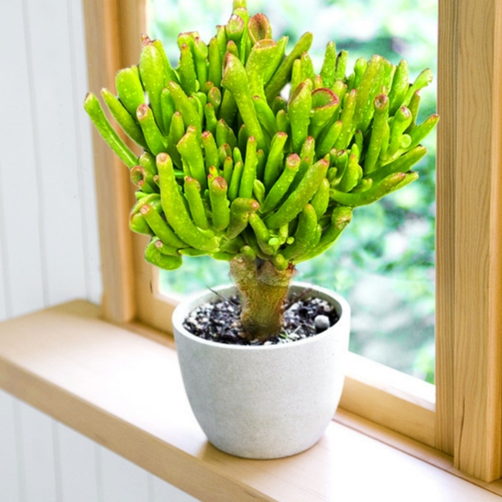 吸财树有个"小开关",打开它,蹭蹭冒新芽,自带盆景范