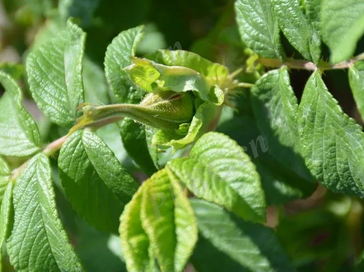 情人玫瑰花资料介绍（林草科普之玫瑰植物花语系列）