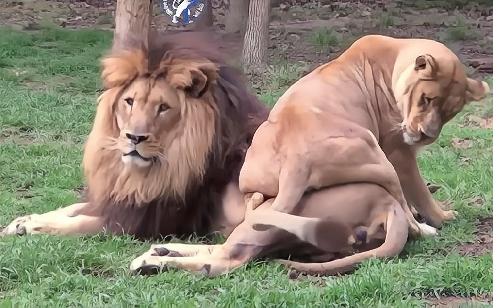 现代人类为何失去了丁丁骨？灵长类都有的骨头，消失是好是坏？