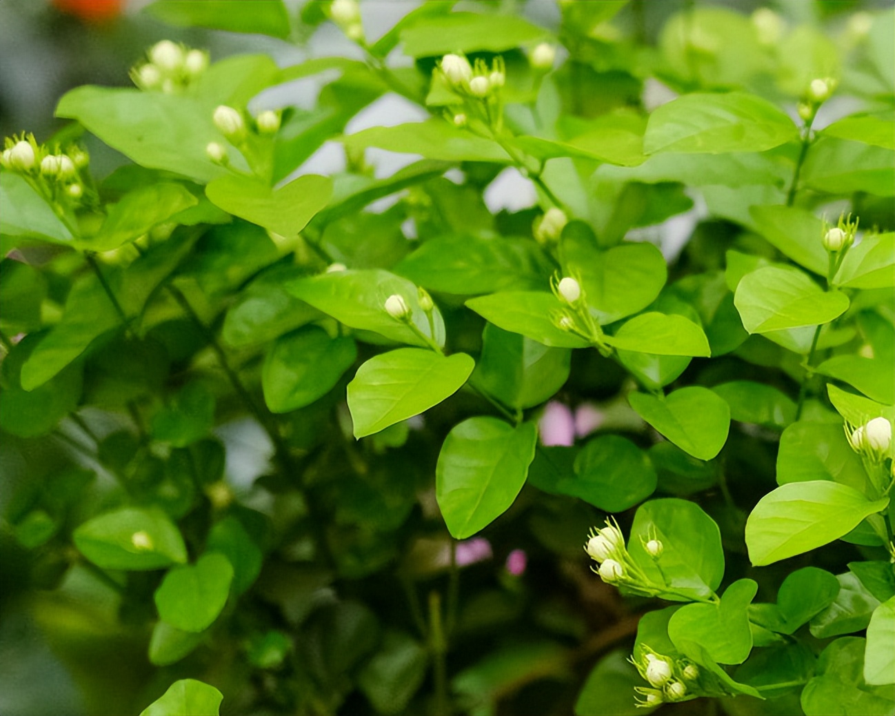 茉莉花室内养殖，要想养殖不出问题，这5点要注意