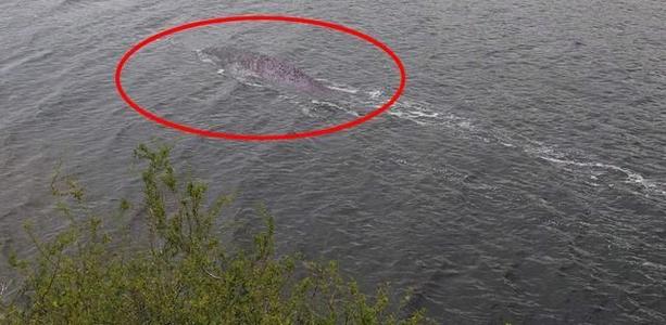 青海湖水怪谜团：说是蛇颈龙有有点不靠谱了