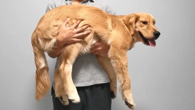 穿过它前腿的腋下,放到胸口上,然后一手在后腿后,直接抱住狗狗的臀部