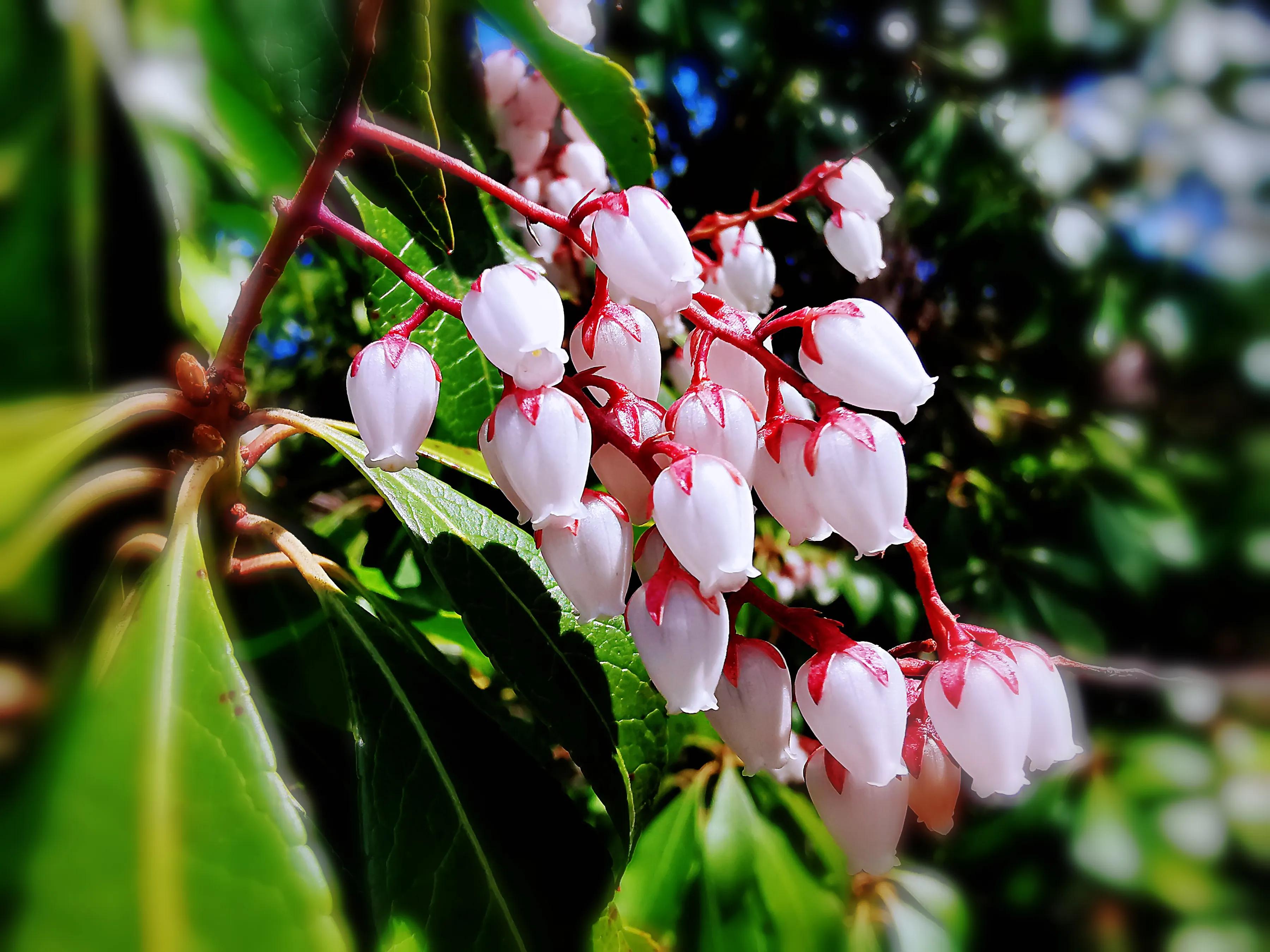 马醉木别称:炮仗花,桂花岩陀,梫木,兴山马醉木,红蜡烛,珍珠花,泡泡花