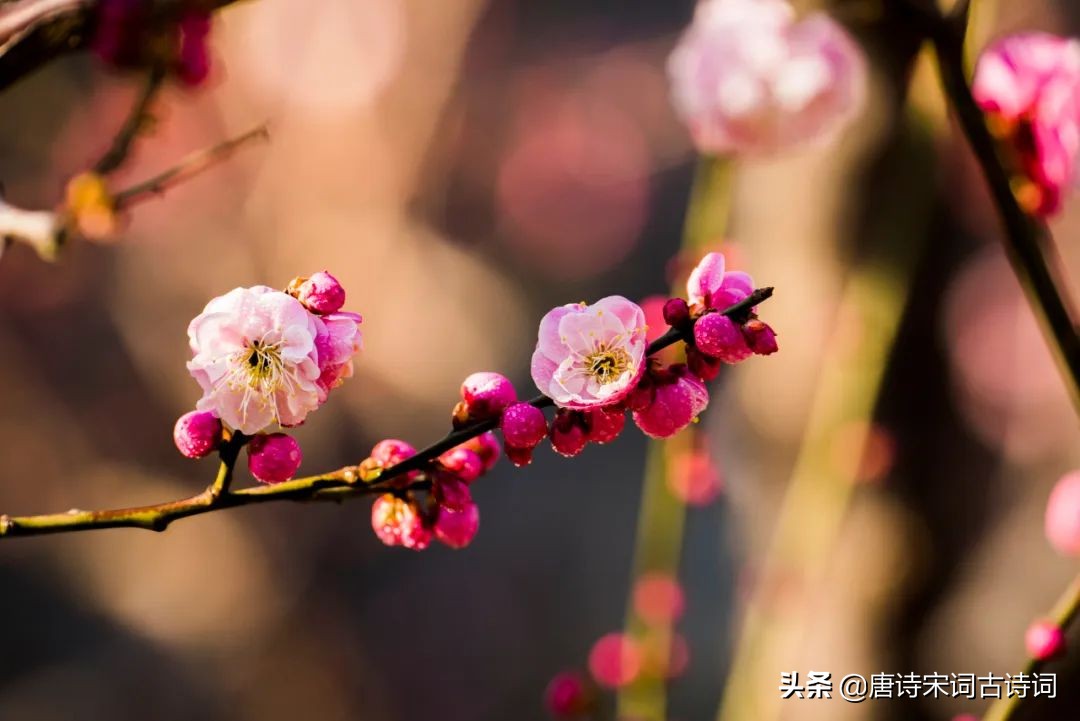 看遍春花，春未老