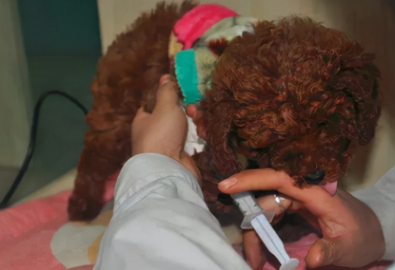 "纯种"泰迪犬,一般都有这6个特征