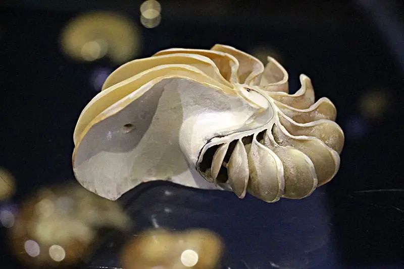 濒危物种鹦鹉螺被称为开启核潜艇的钥匙的真相