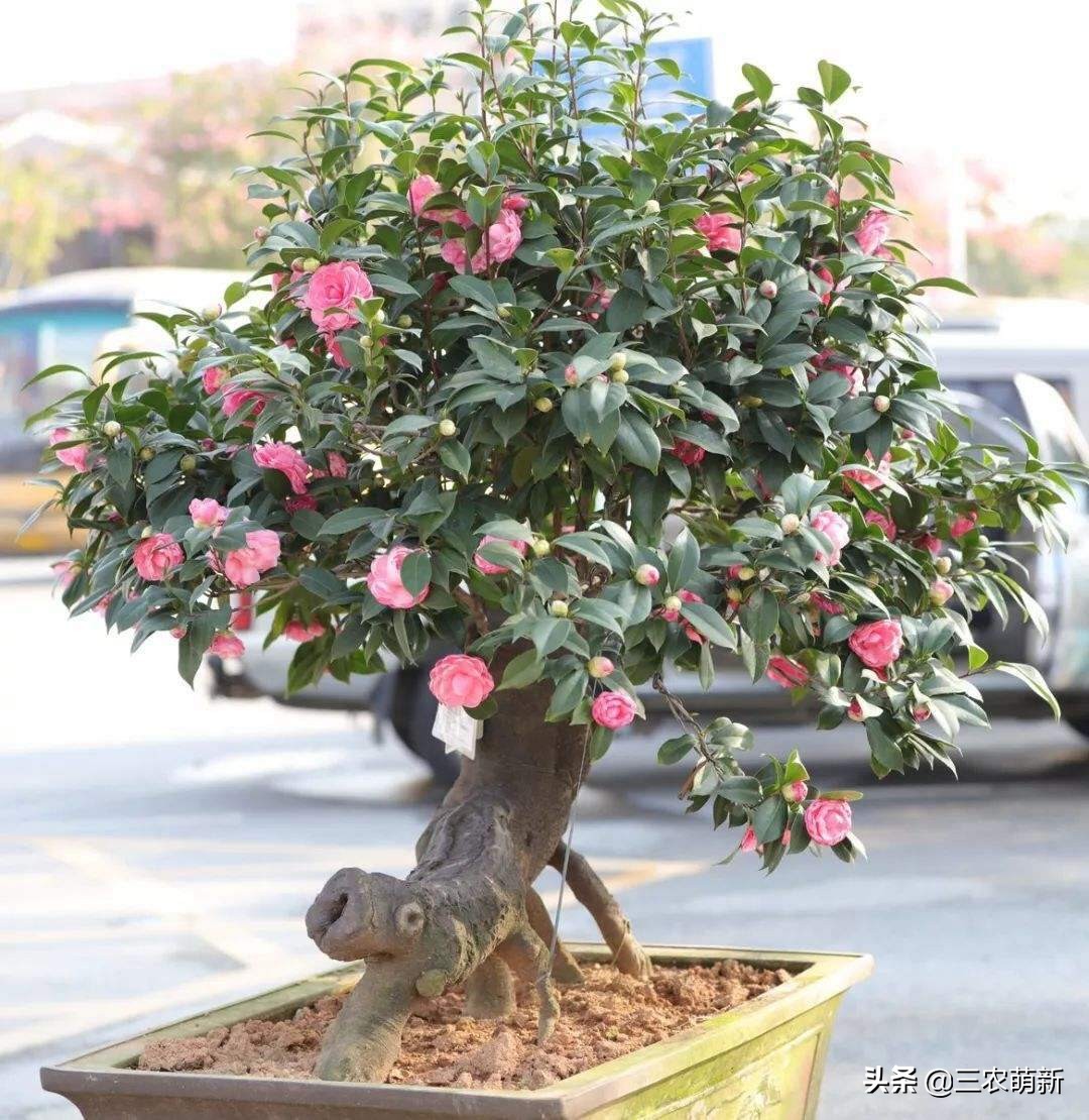 “家中有树，家家都富”，这10种植物寓意吉利，镇宅又旺家