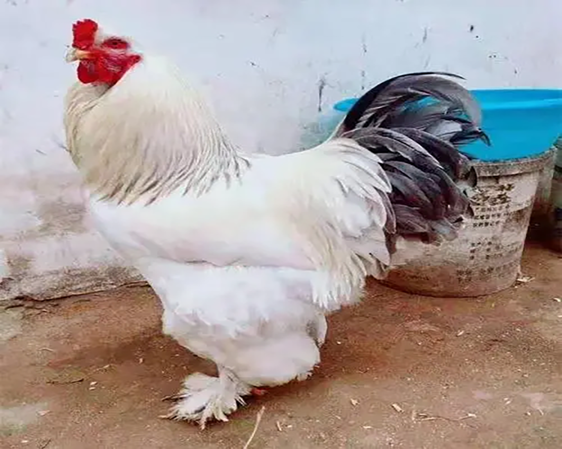 鸡有多少品种(涨知识了) - 青木春