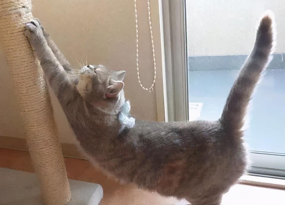 猫咪"伸懒腰"竟有这些意思?现在才知道