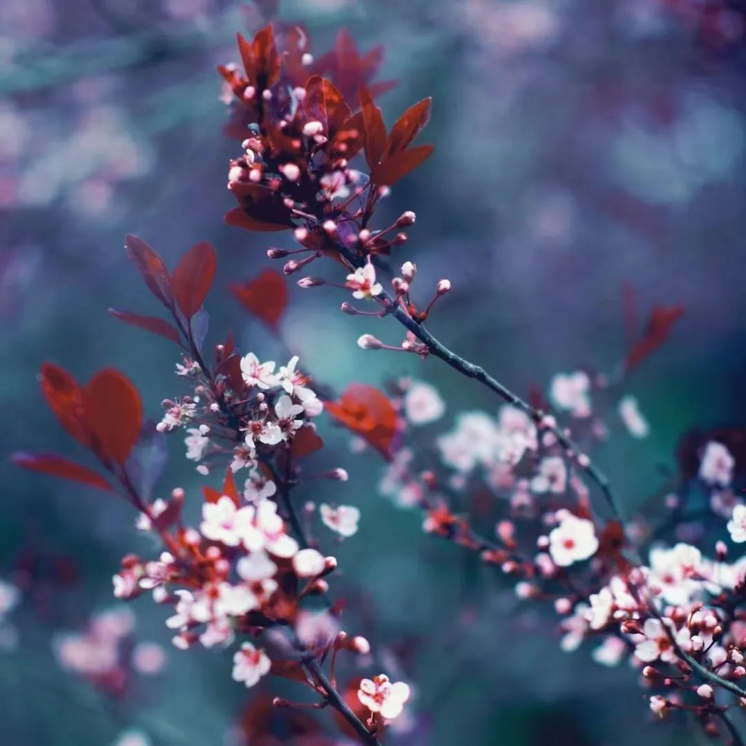 千年府城，四月春色