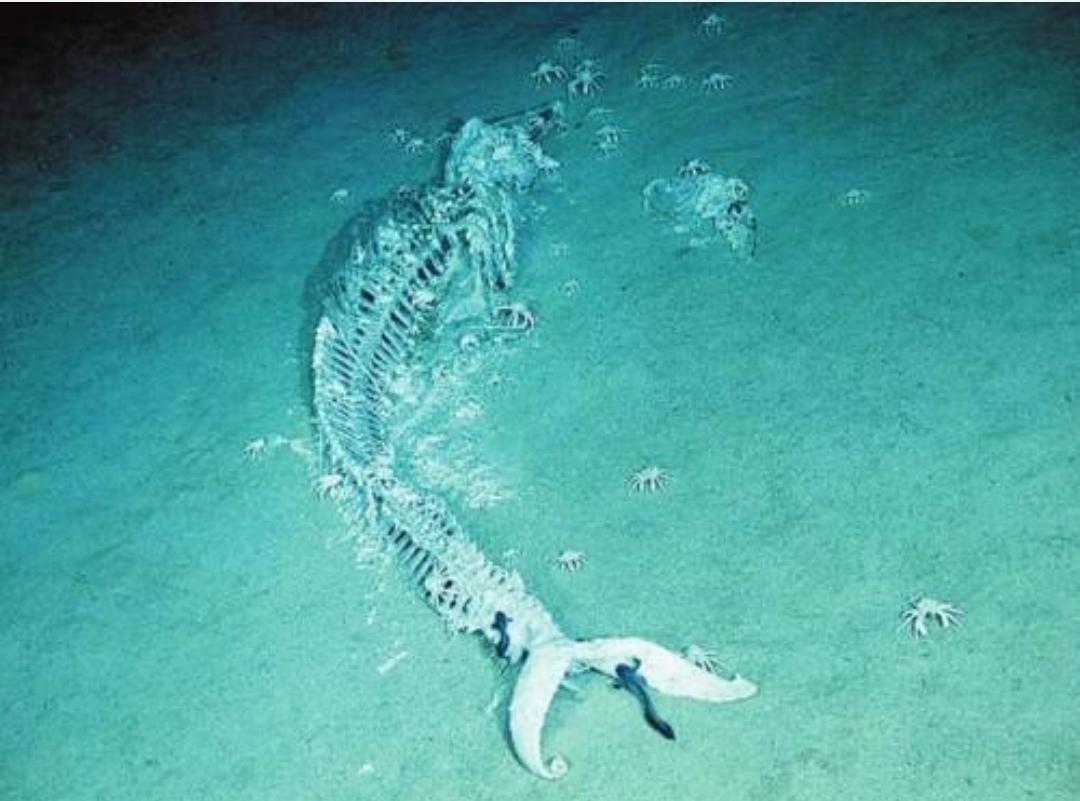 一头死亡鲸鱼现身辽宁大连海边,并非搁浅,那怎么死的?