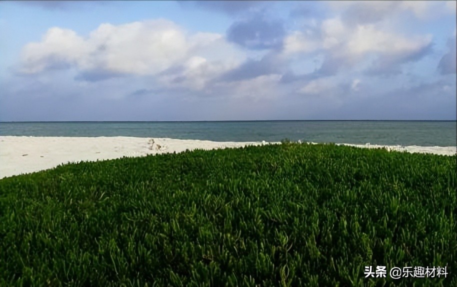 ����벻������ɳ�н����仯���֮�����ջ�̲�����ִ���ɫ�³�