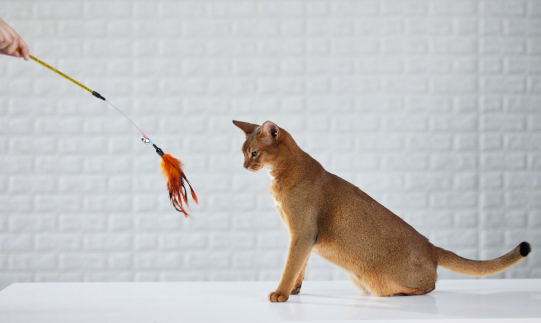 研究了十几个城市的30多个案例，我们拆解了宠物店经营的基本要素