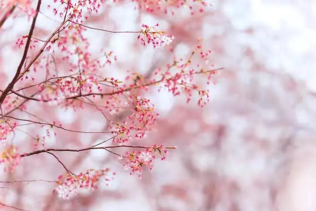 烟如柳诗词三十首（最新2021年12月）
