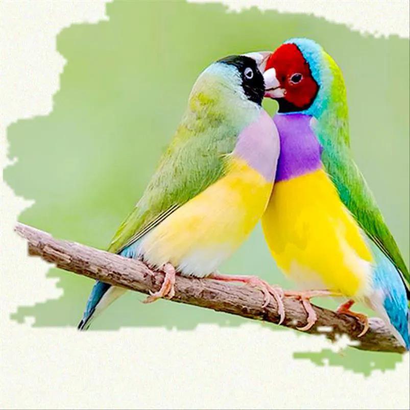 62对爱情鸟大比拼欣赏