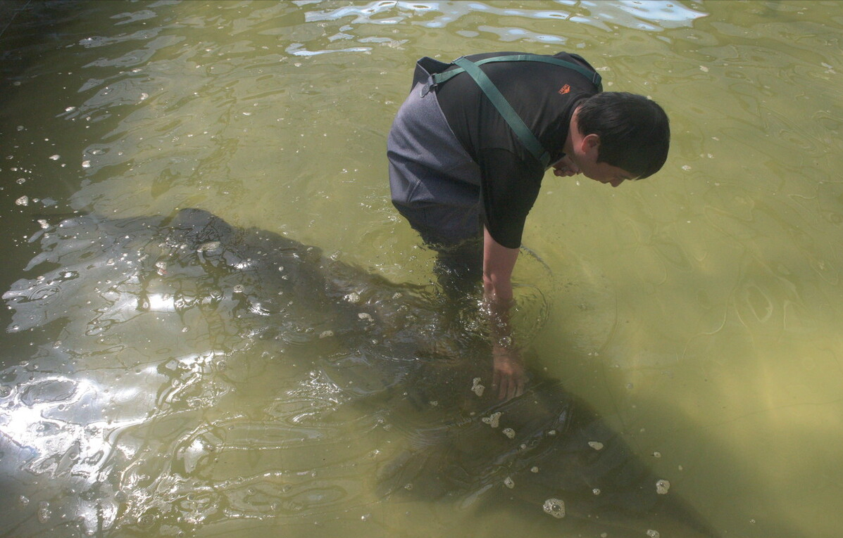 黑龙江发现500斤野生达氏鳇