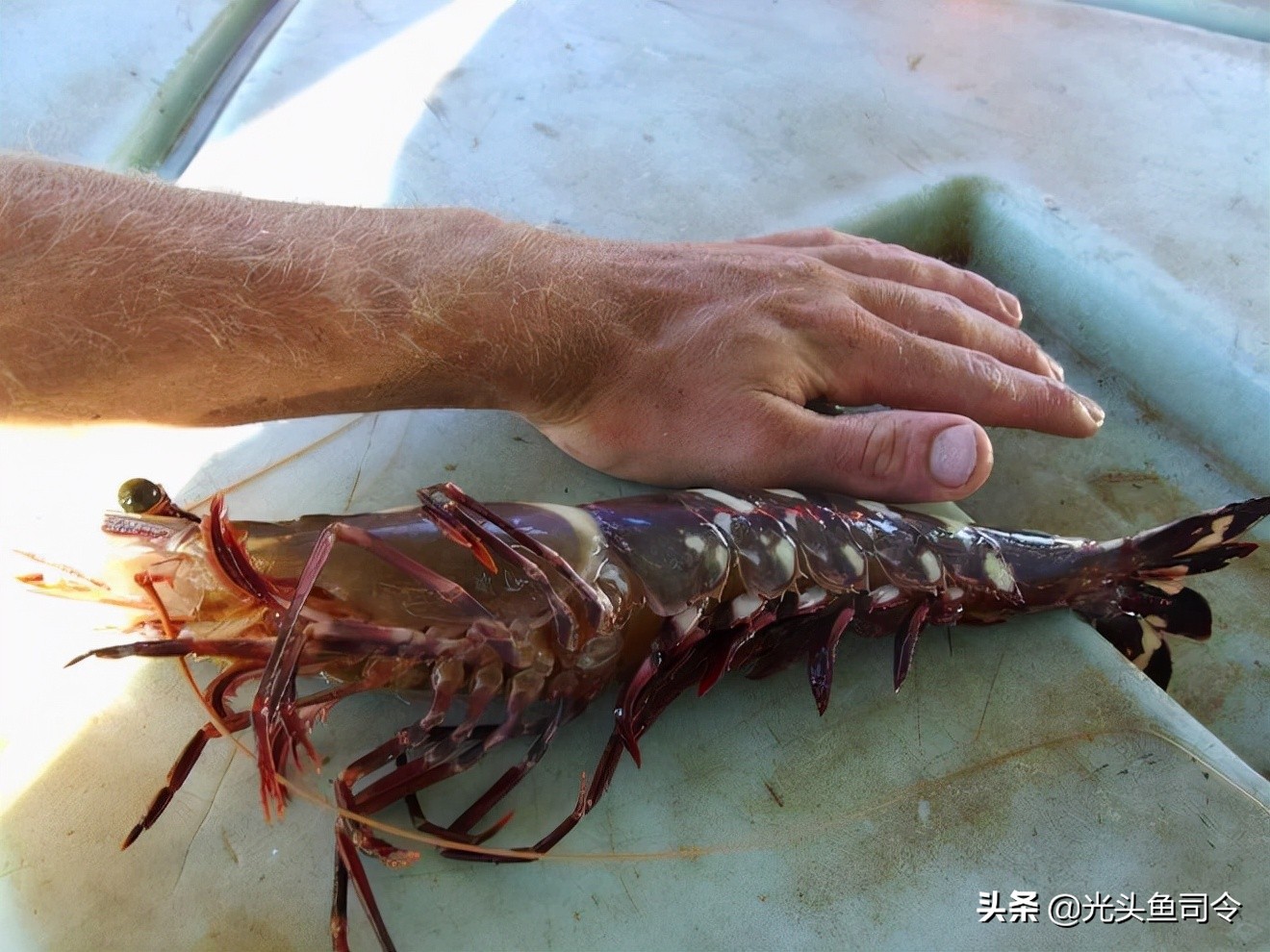 “一只吃好，两只管饱”，我国的巨型黑虎虾，为何名不见经传？