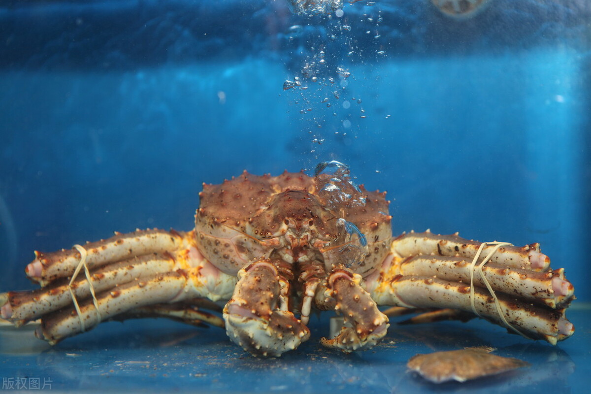 它和螃蟹并非同一种生物,它是石蟹科生物,而河蟹,梭子蟹等为螃蟹科