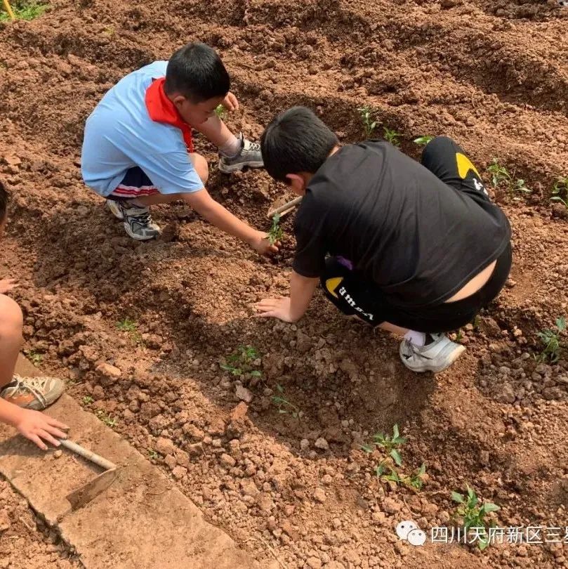 天府新区三星小学特色劳动课堂
