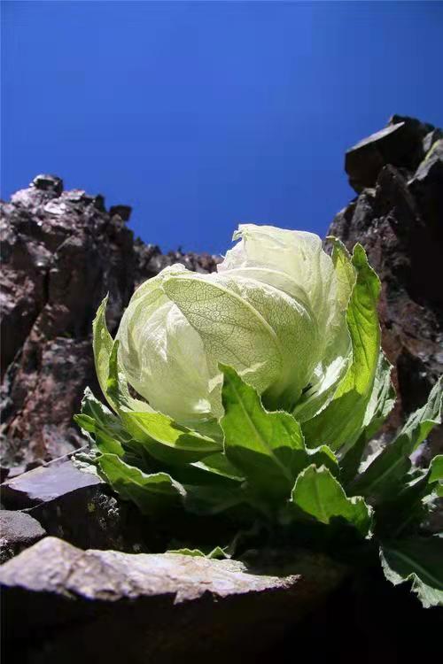 花朵美圖|聖潔的天山雪蓮花,北國最早報春的冰凌花合集55張