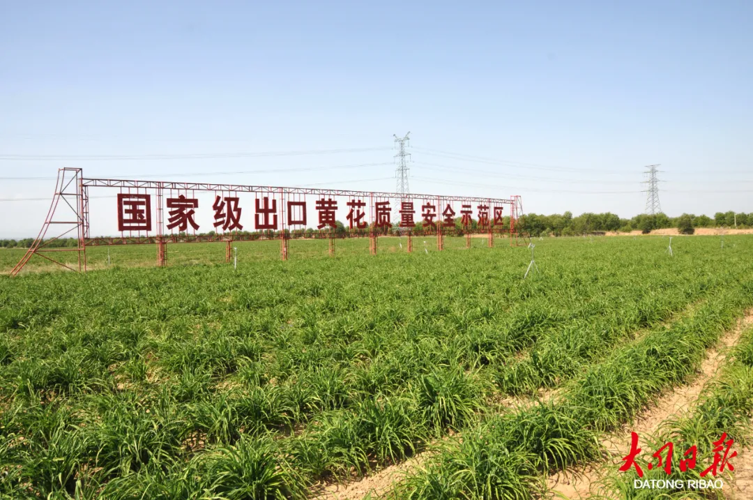 大同:“致富花”迈向高质量发展大产业 成为乡村振兴“助推器”