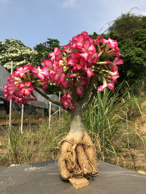 大王花资料（揭秘9种大脸花巨大神秘花中王）