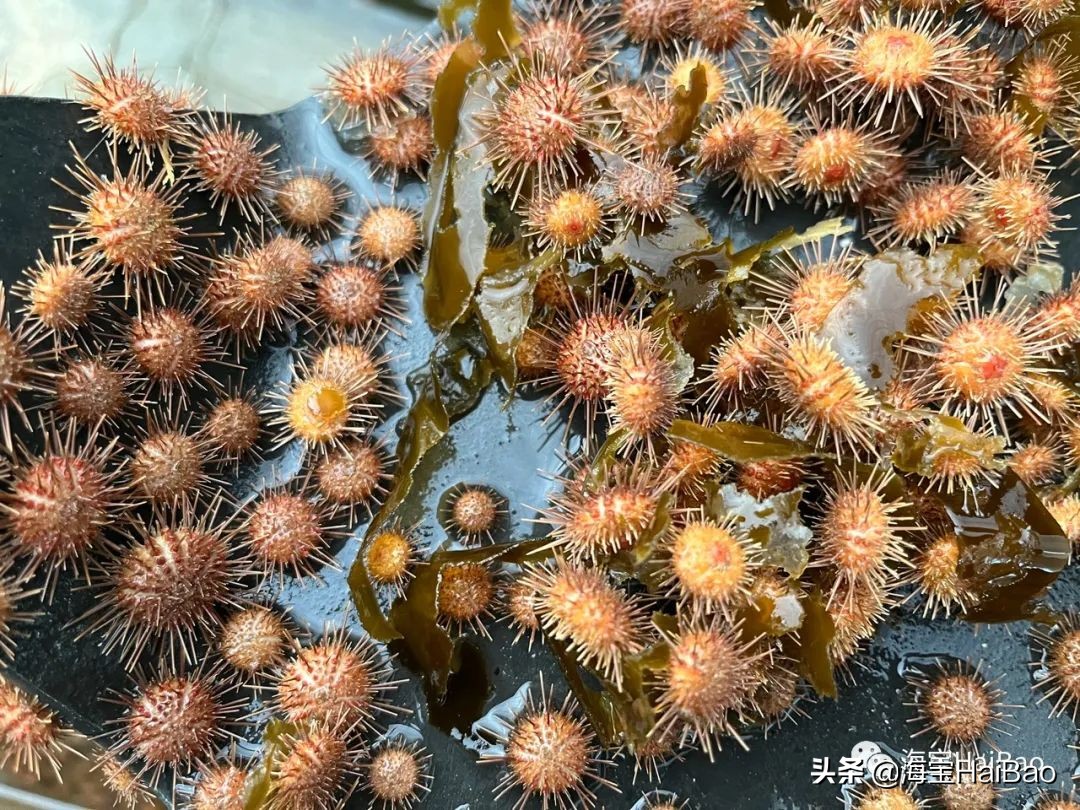 因此,在海膽漲價的背景下,大連的海膽養殖戶連年收入高漲,連年擴大