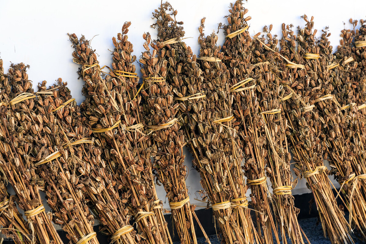 芝麻杆有何作用?5大用处变废为宝