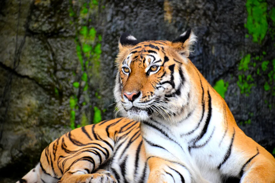 虎年快乐不是 Happy tiger year 啊！试试这几副英文春联吧