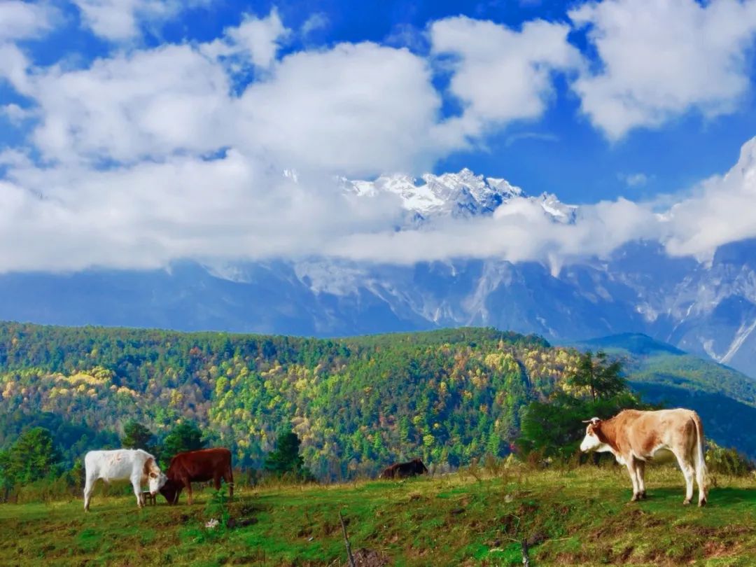 此刻玉龙雪山，春短情长