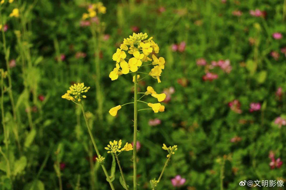 陌上花开春正美，跟着赏花地图“趣”打卡！