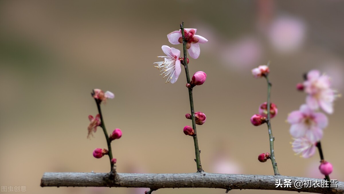 宋朝早春人日清新古诗六首：满地茸茸百草芽，又得红梅两树花