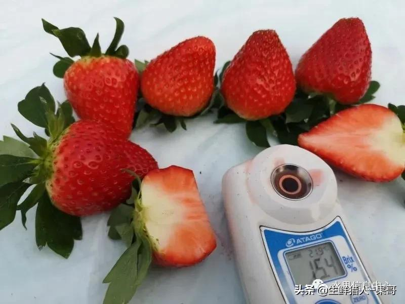 越秀草莓图片（中国草莓主要产地分布及品种介绍）