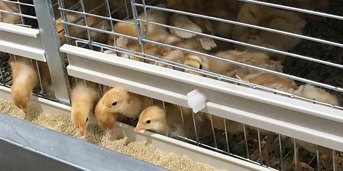 使用远卓农牧蛋鸡笼养鸡，鸡舍需注意的几个关键点