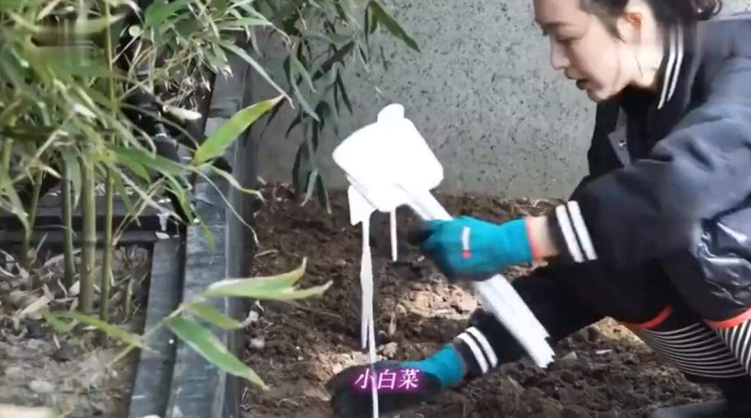 是女明星也是“菜农”！柳岩吃过刘亦菲种的茄子，张馨予家有农场