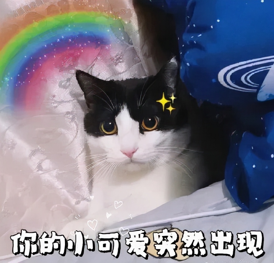 12星座都适合养什么猫？快来围观