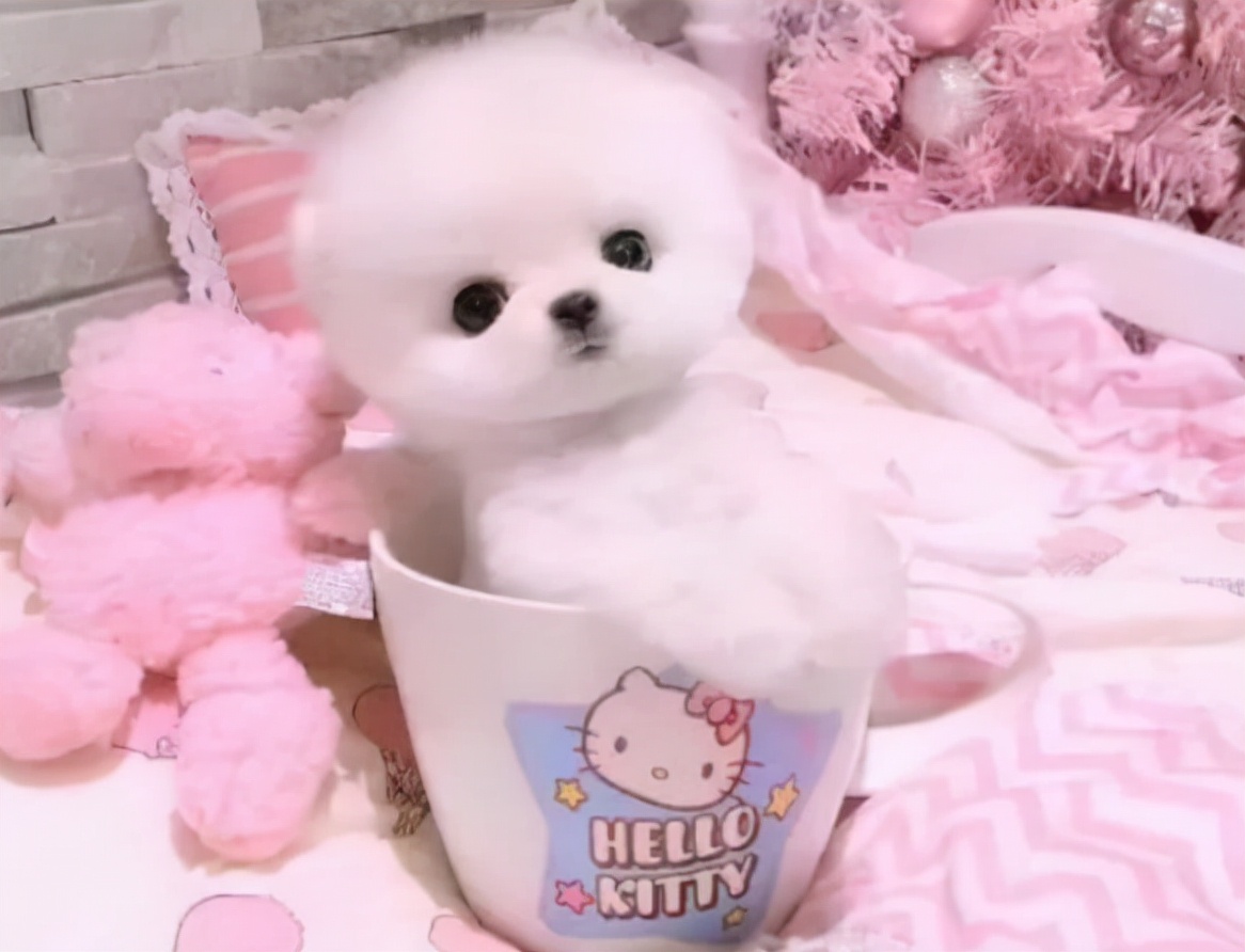 茶杯狗能活多久,茶杯狗能活多久中華上下五千年有沒有甲骨文的介紹
