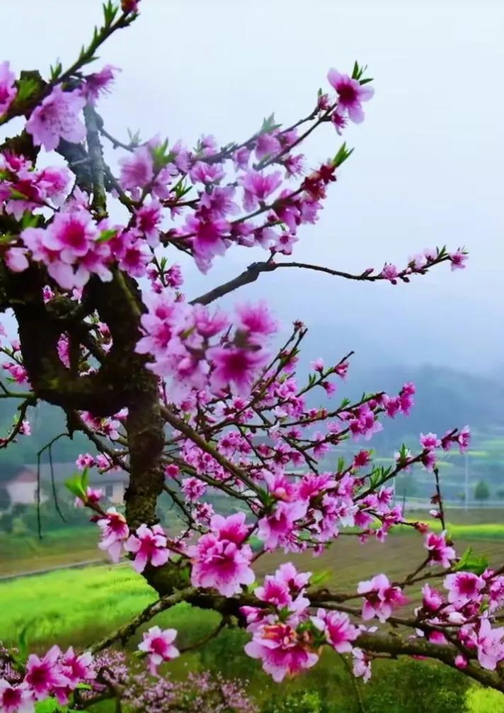 春到人间百花开，姹紫嫣红香满园