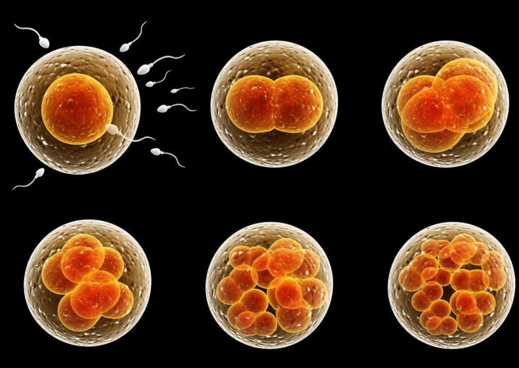 ​生男生女看谁，梦鲤鱼生女孩，梦蛇生男孩，有科学依据吗？