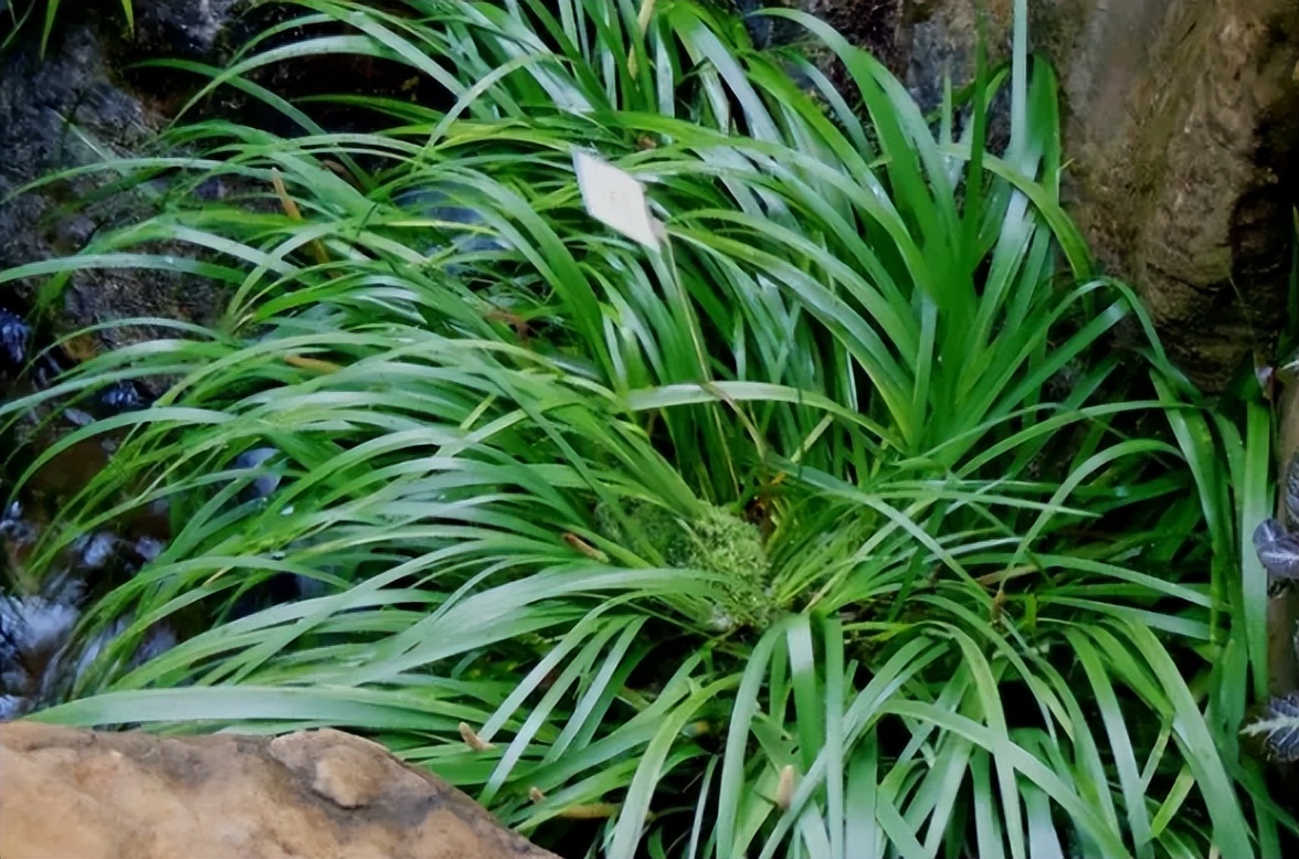 很多人都见过却不认识的石菖蒲,为什么受到追捧?遇到请移栽回去